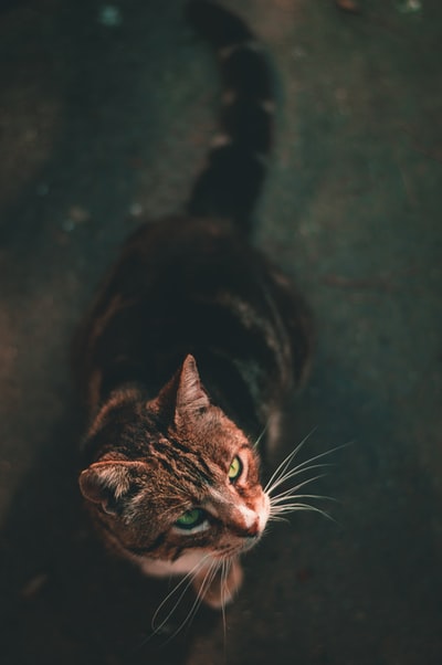 灰色的斑猫坐在灰色的地板上